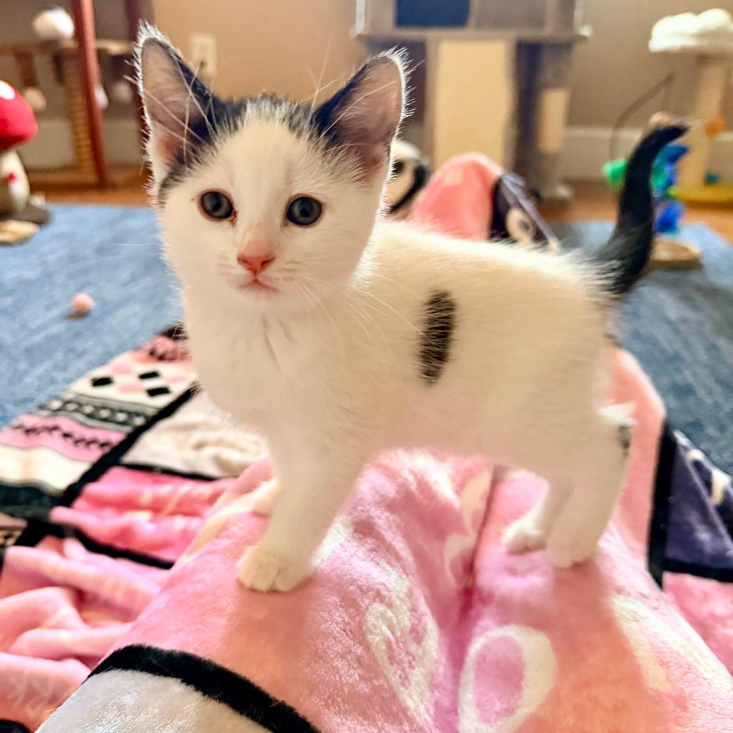 Vanilla’s Oreo