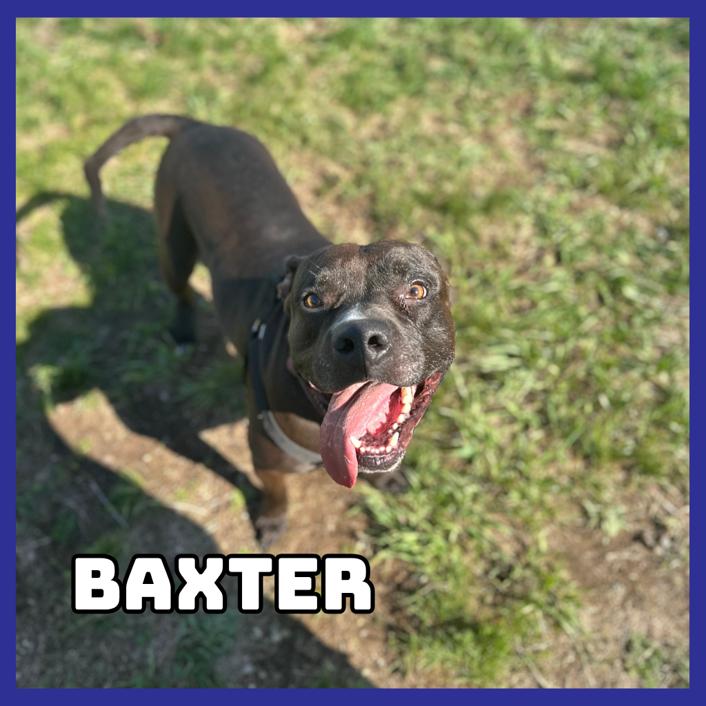Baxter