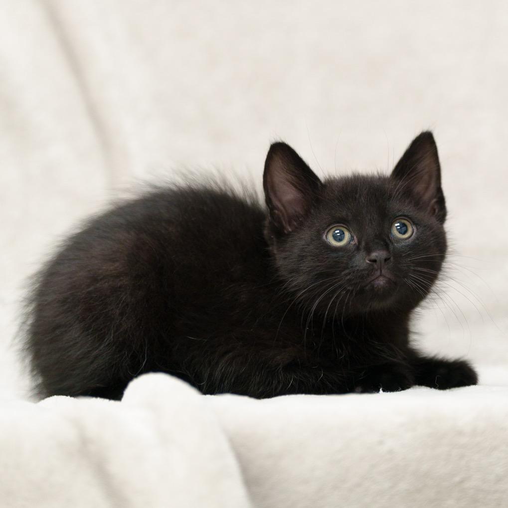 Bagheera