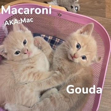Gouda