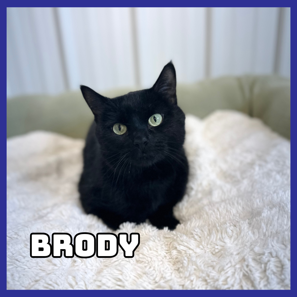 Brody 