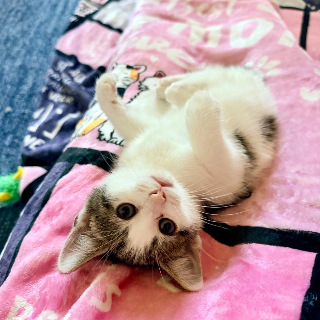 Vanilla’s Strawberry 