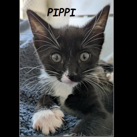 Pippi