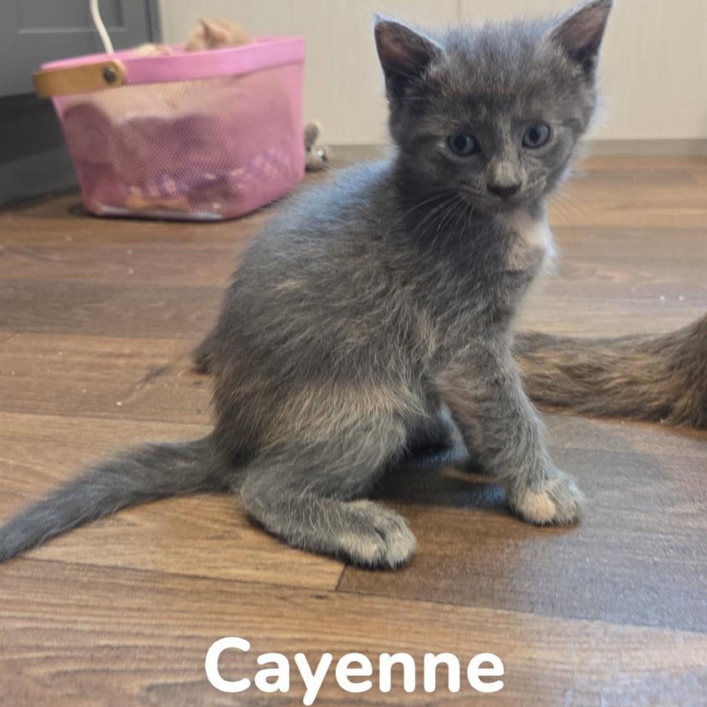 Cayenne