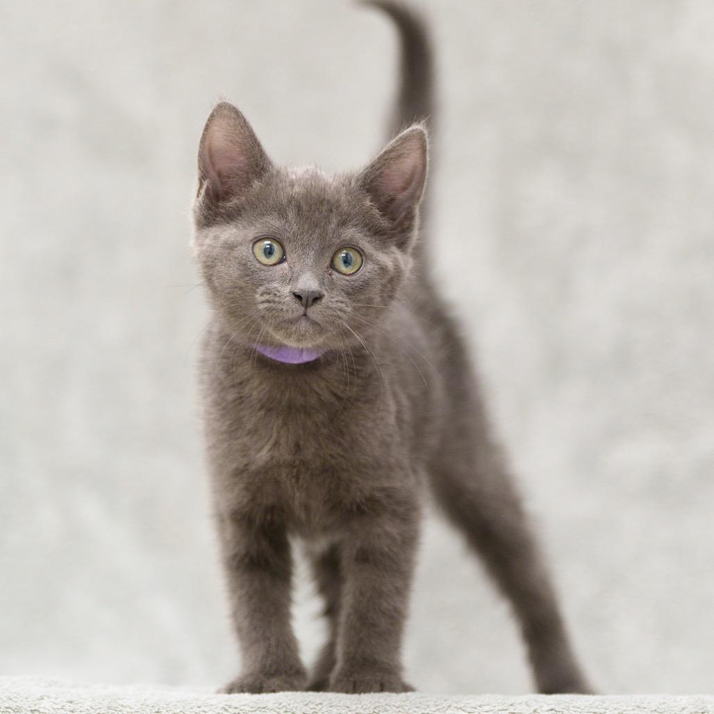 Donatella (Purple Collar)