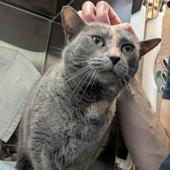 Mia