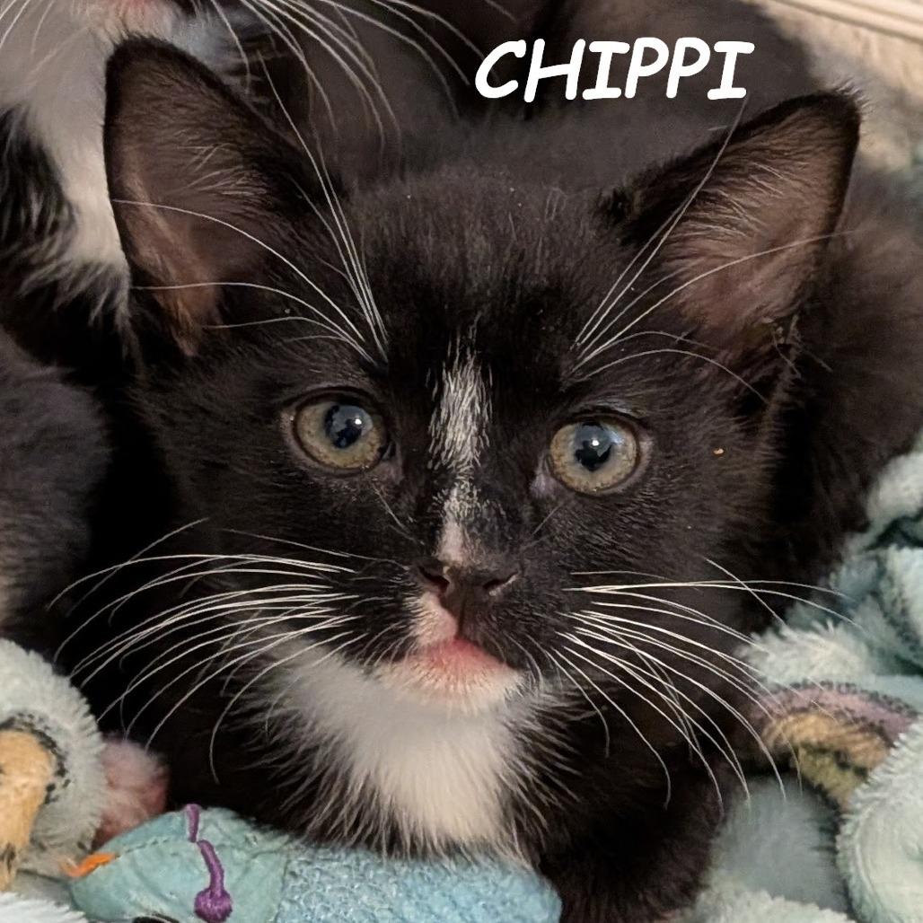 Chippi