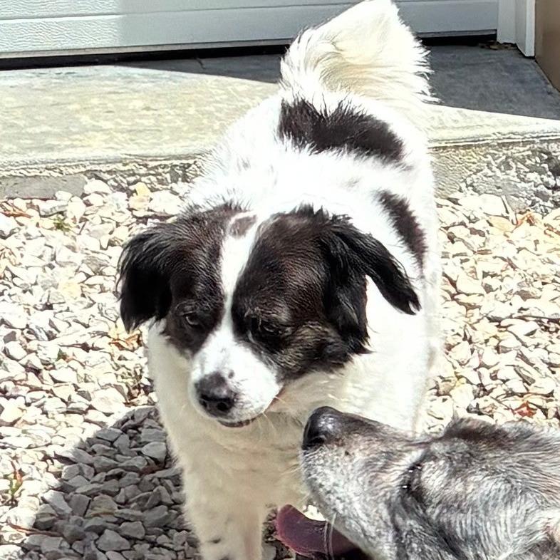 Jessie