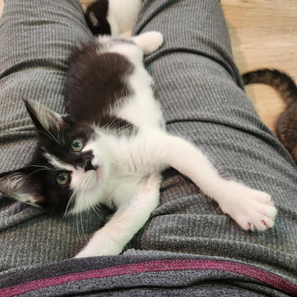 Calypso