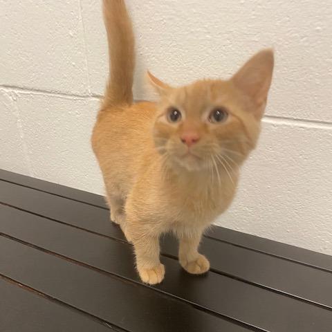 Cheeto