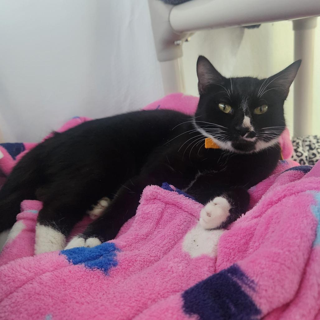 Millie-$99