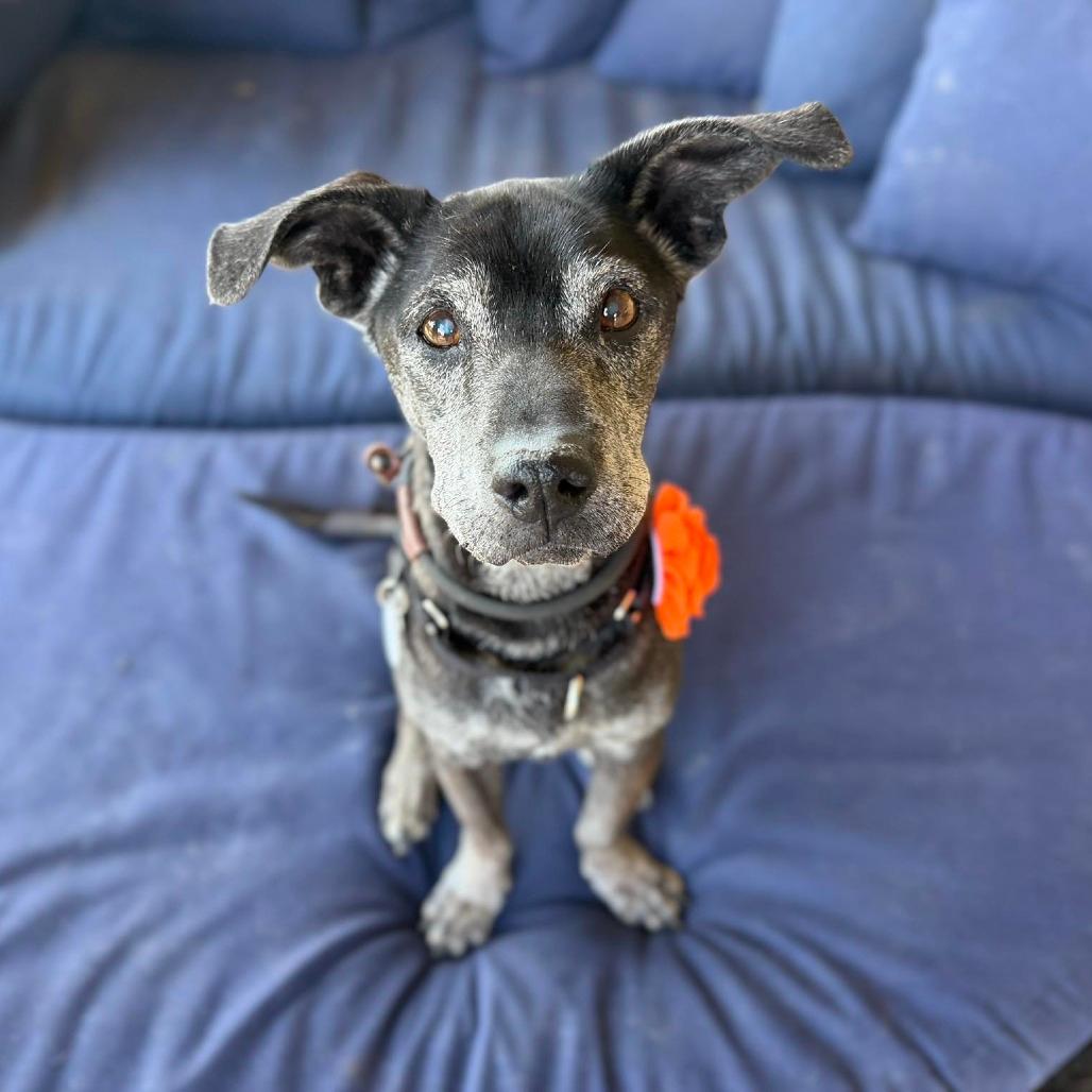 Dog Kennels In Oceanside Ca