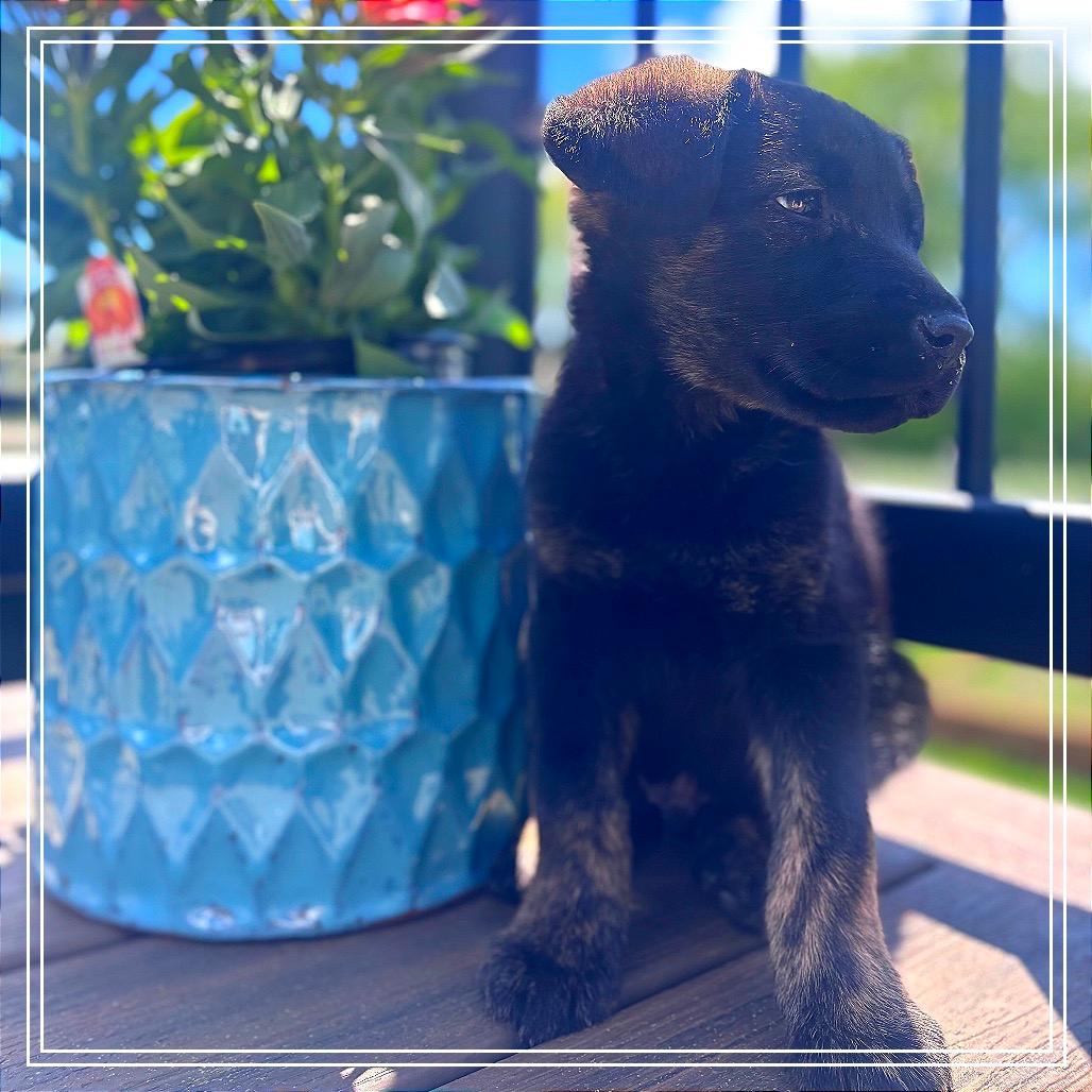 Bear
