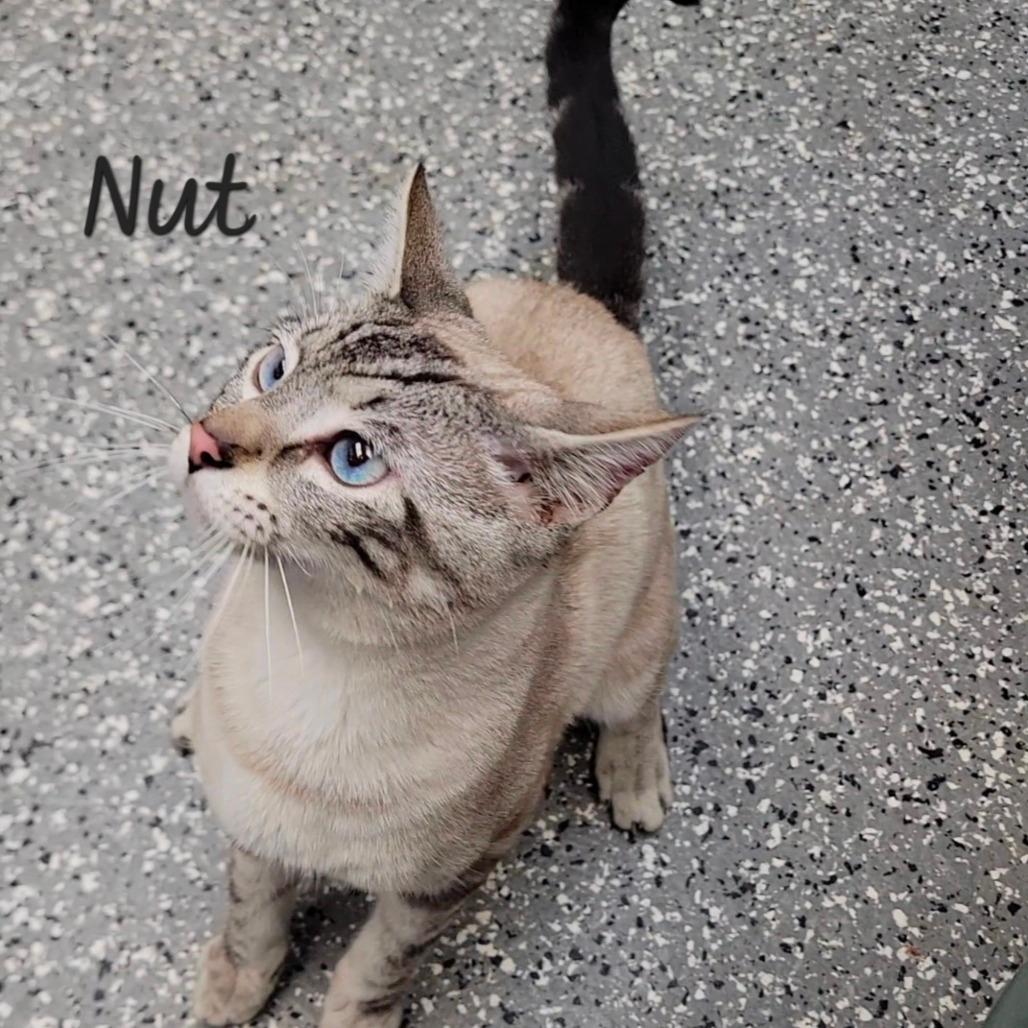 Nut 