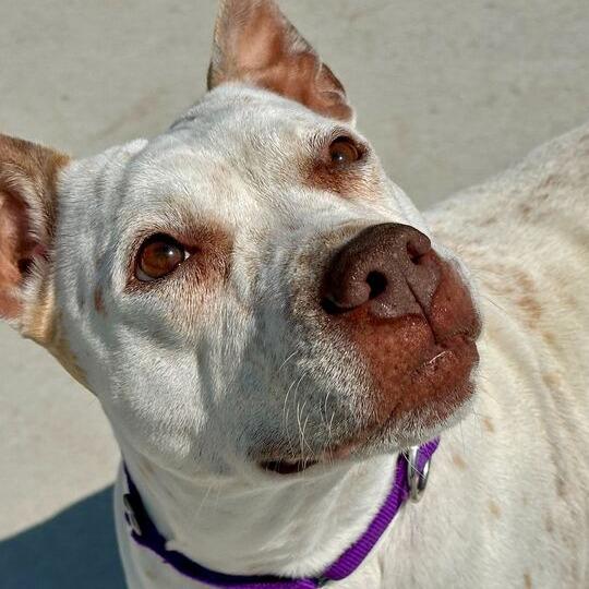Speckles