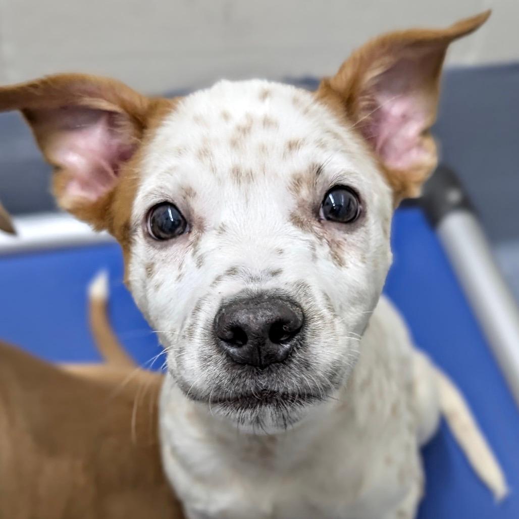 Simon (puppy) - ECAS