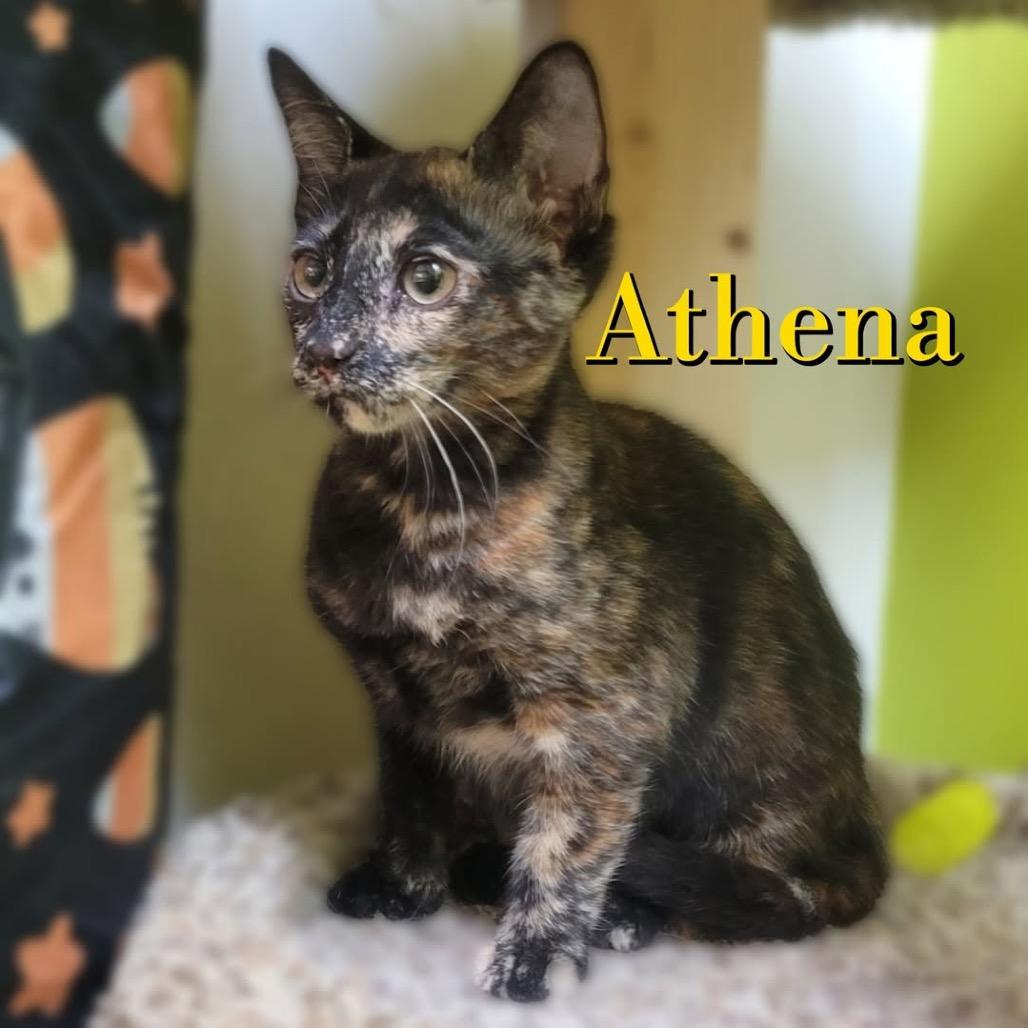 Athena