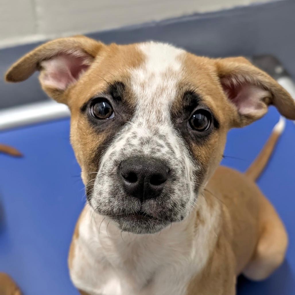 Theodore (puppy) - ECAS