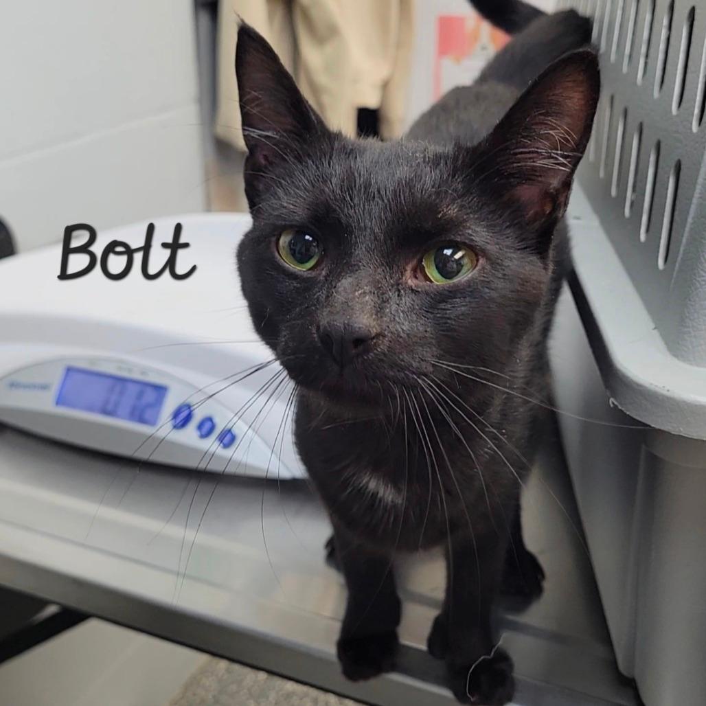 Bolt