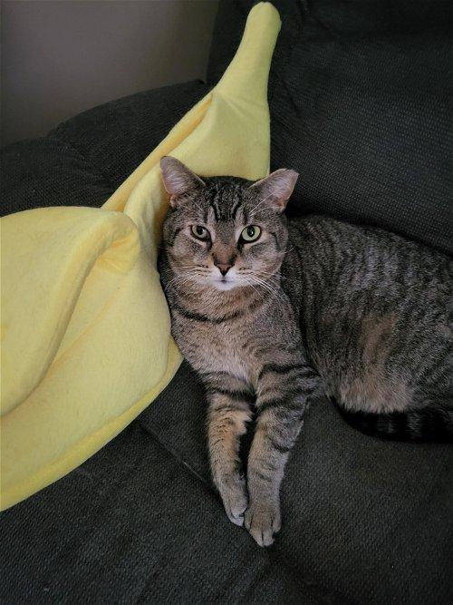 Adoptable Cats & Kittens in Rochester, NY