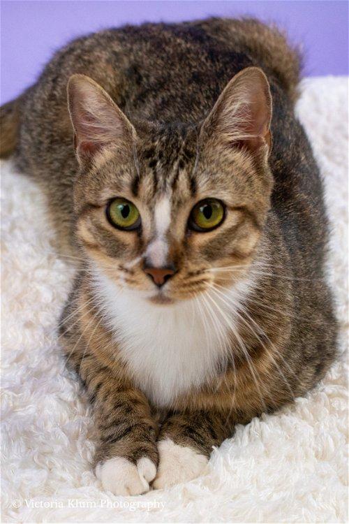 Adoptable Cats & Kittens in Burlington, NC