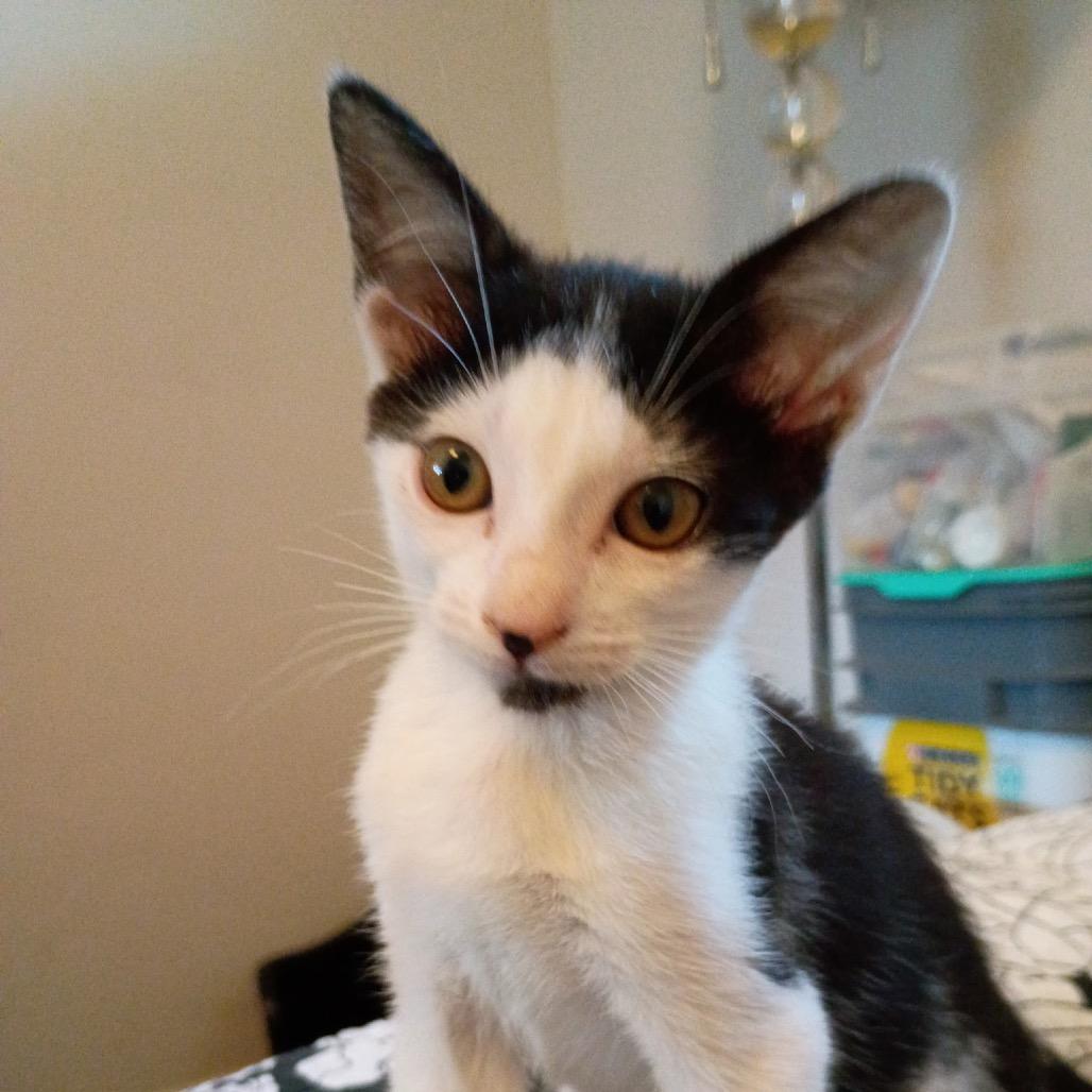 Tatooine (home adoption)