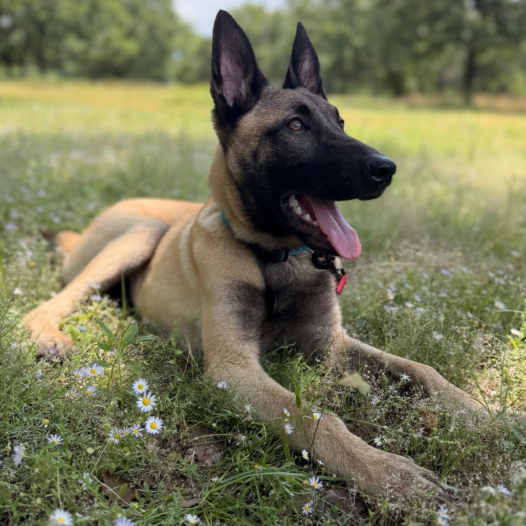 Ares