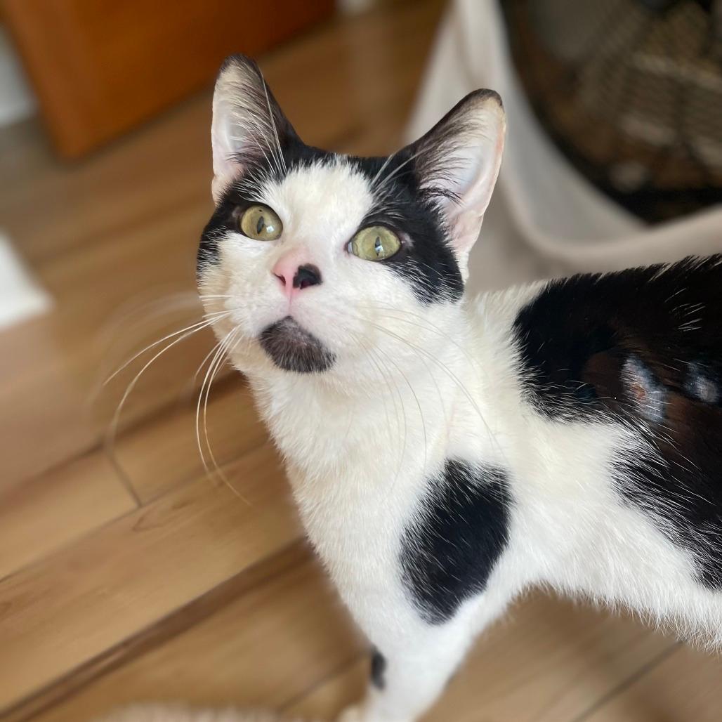 Ferdinand