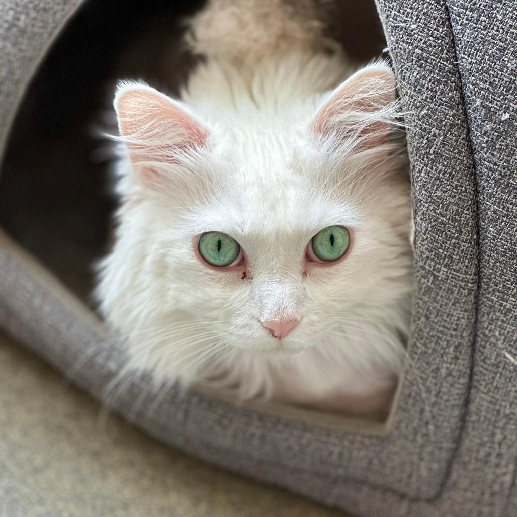Yoda