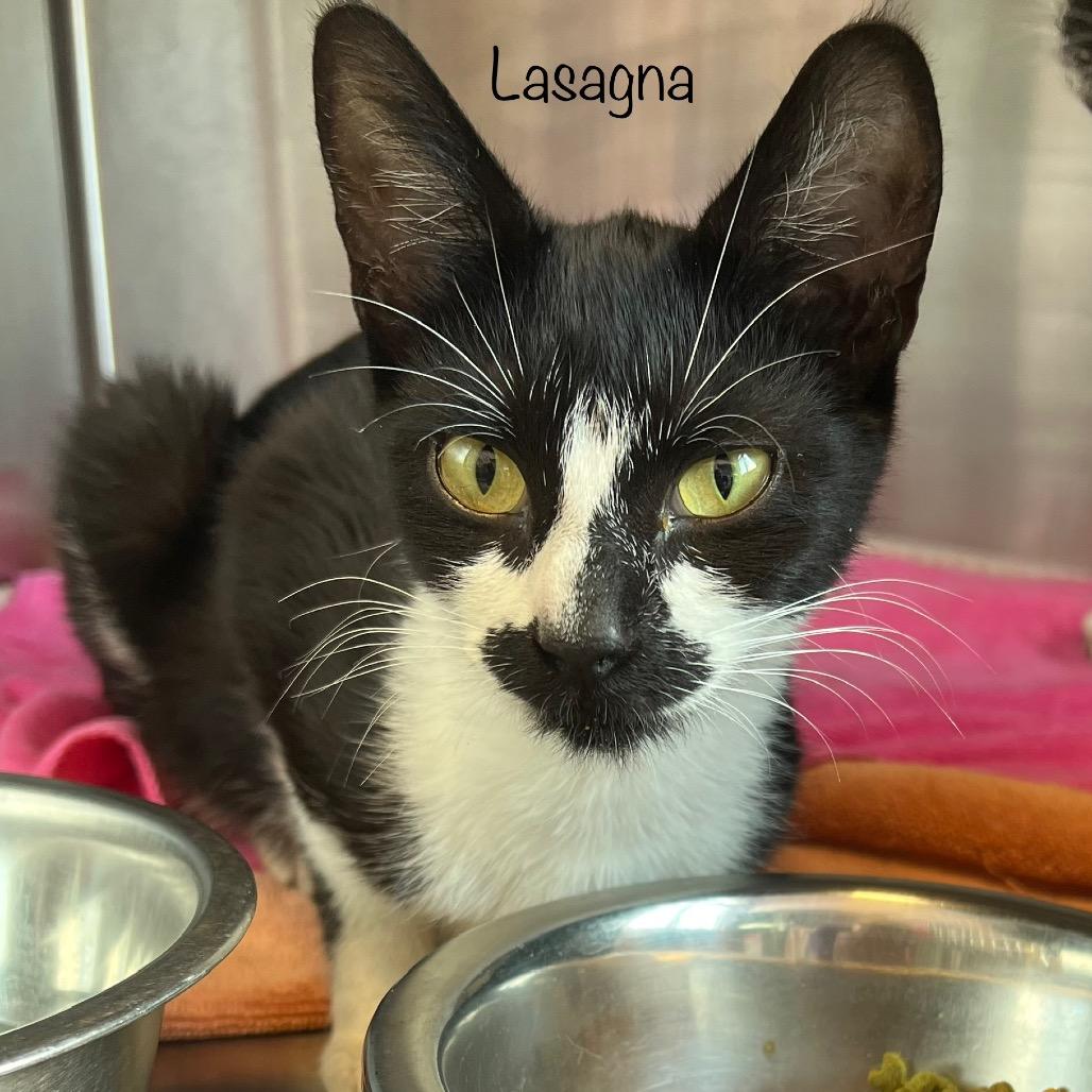 Lasagna