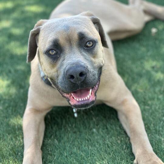 Indie