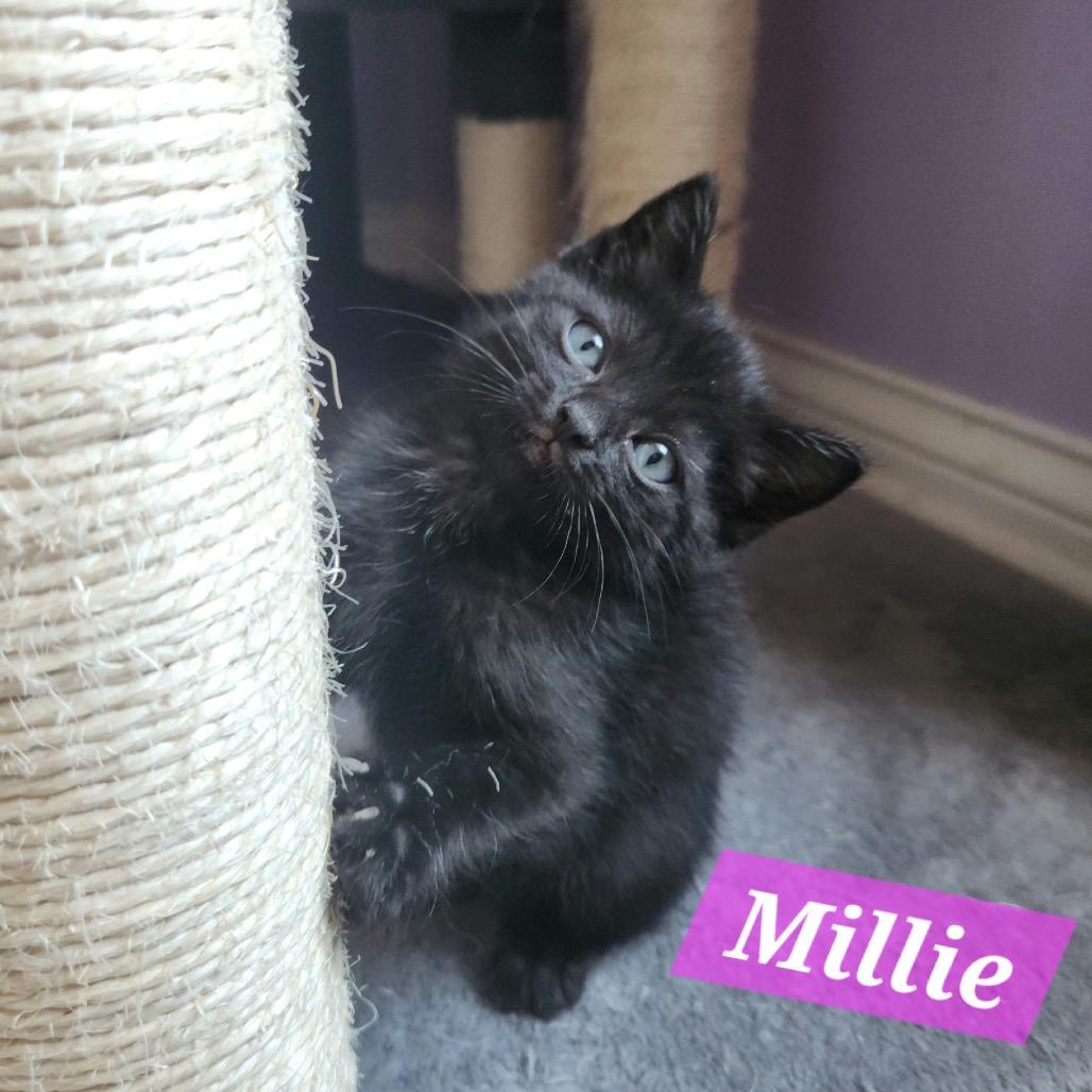 Millie 