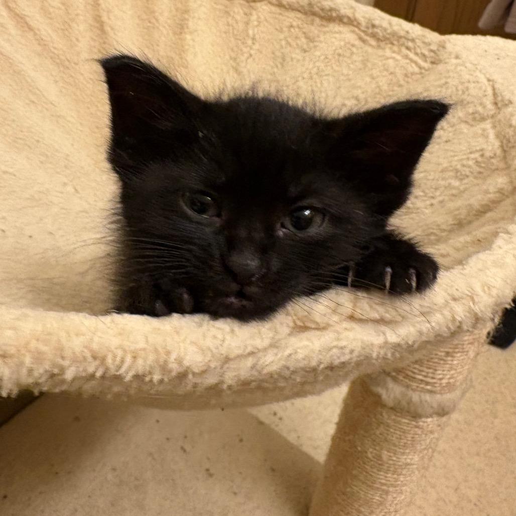Figaro