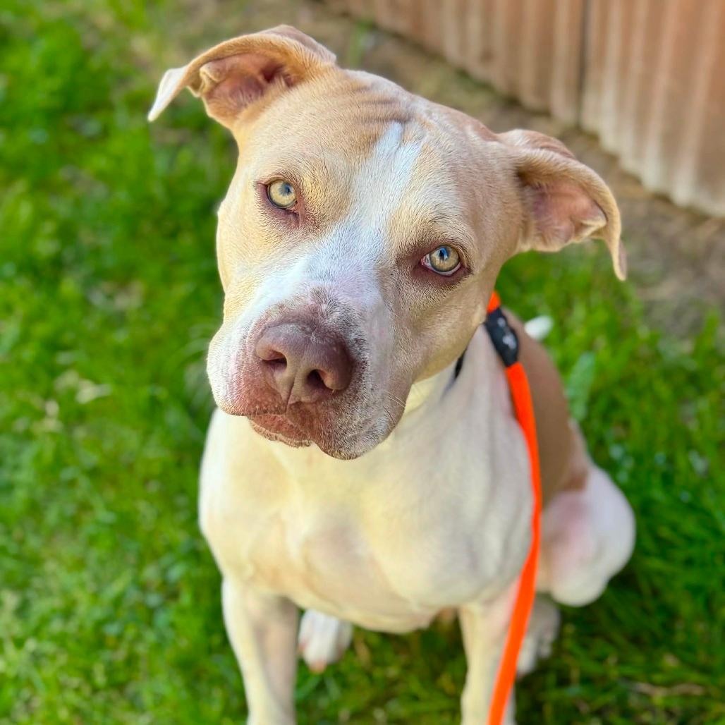 TYSON
