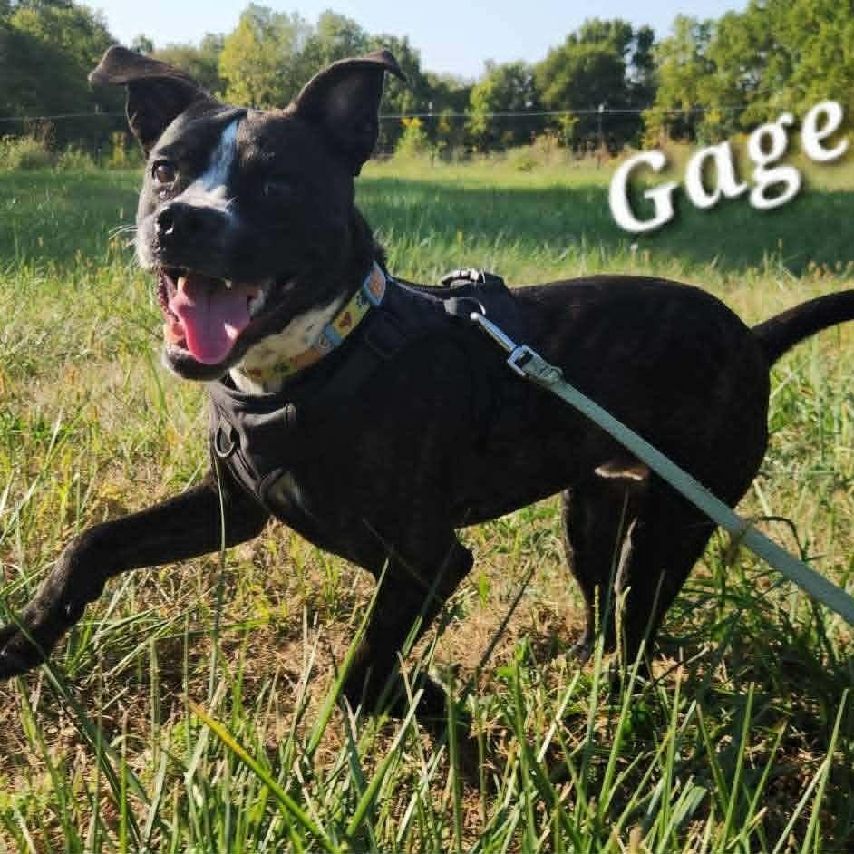 Gage
