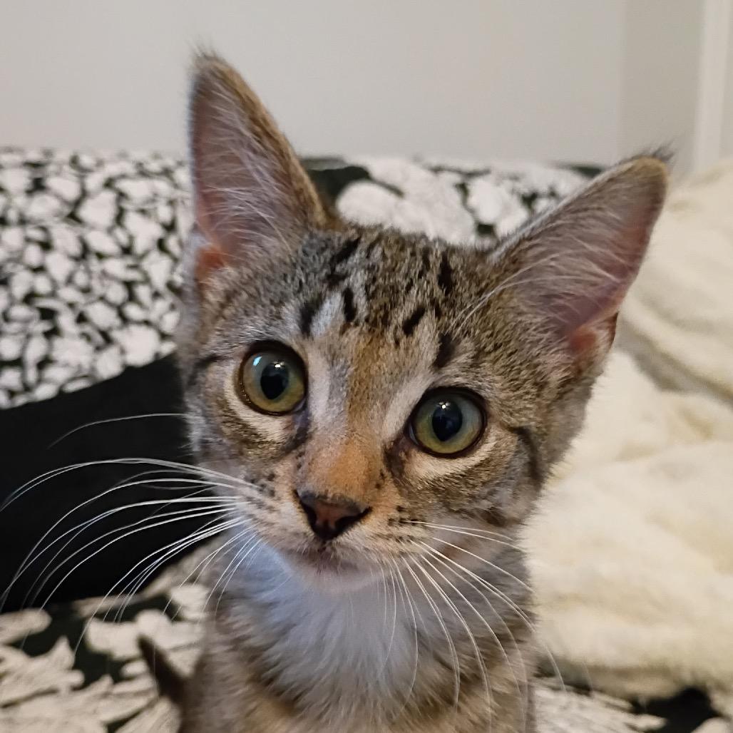 Saffy (Home adoption)