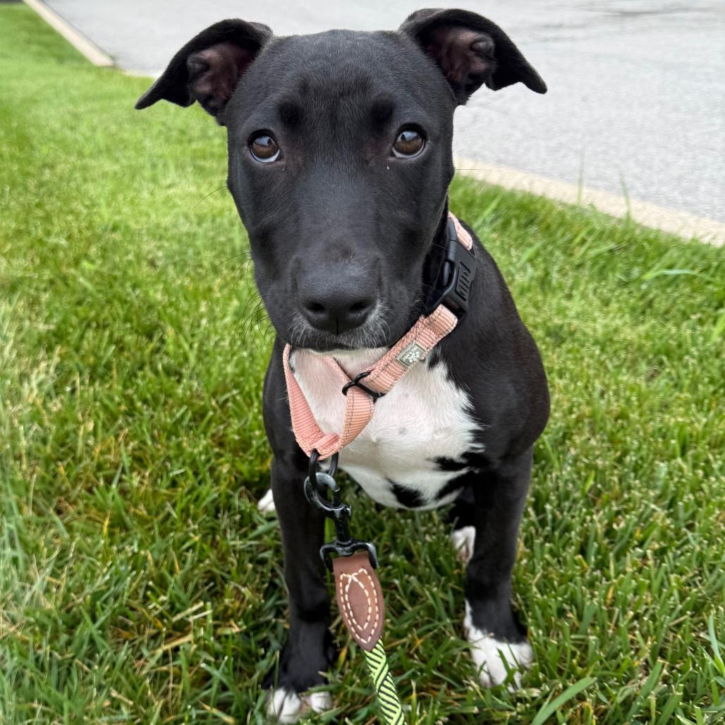 Stella