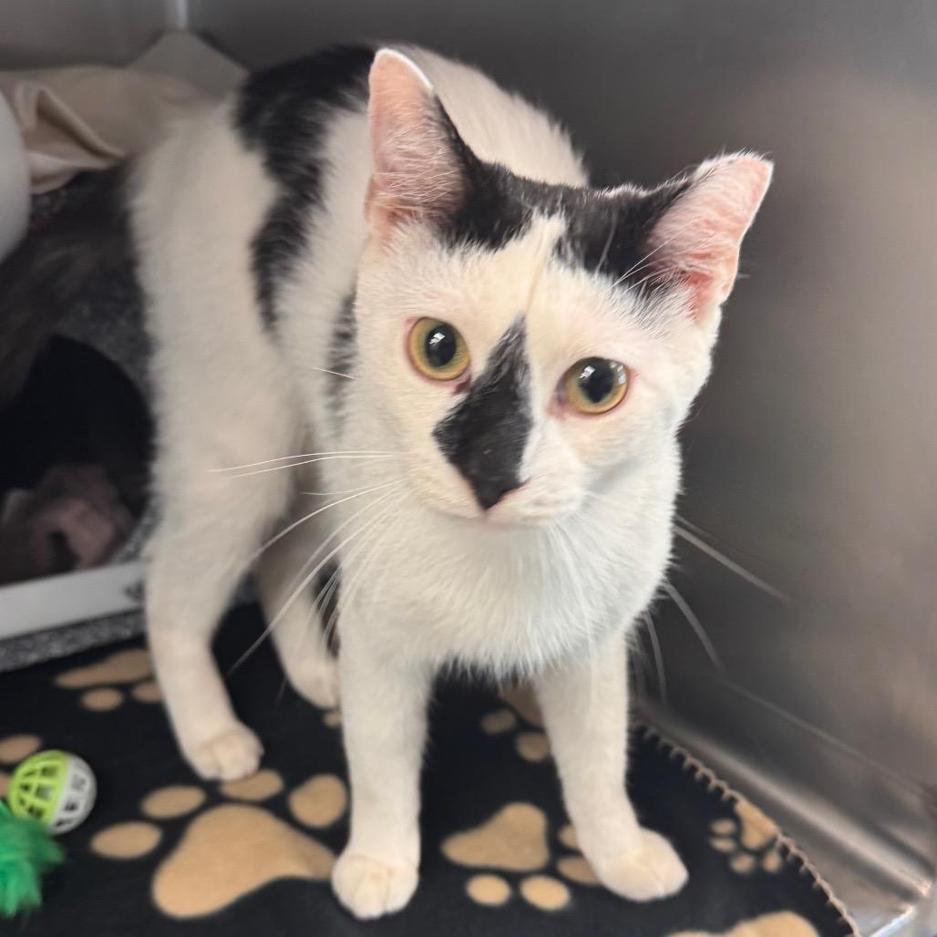 Domino