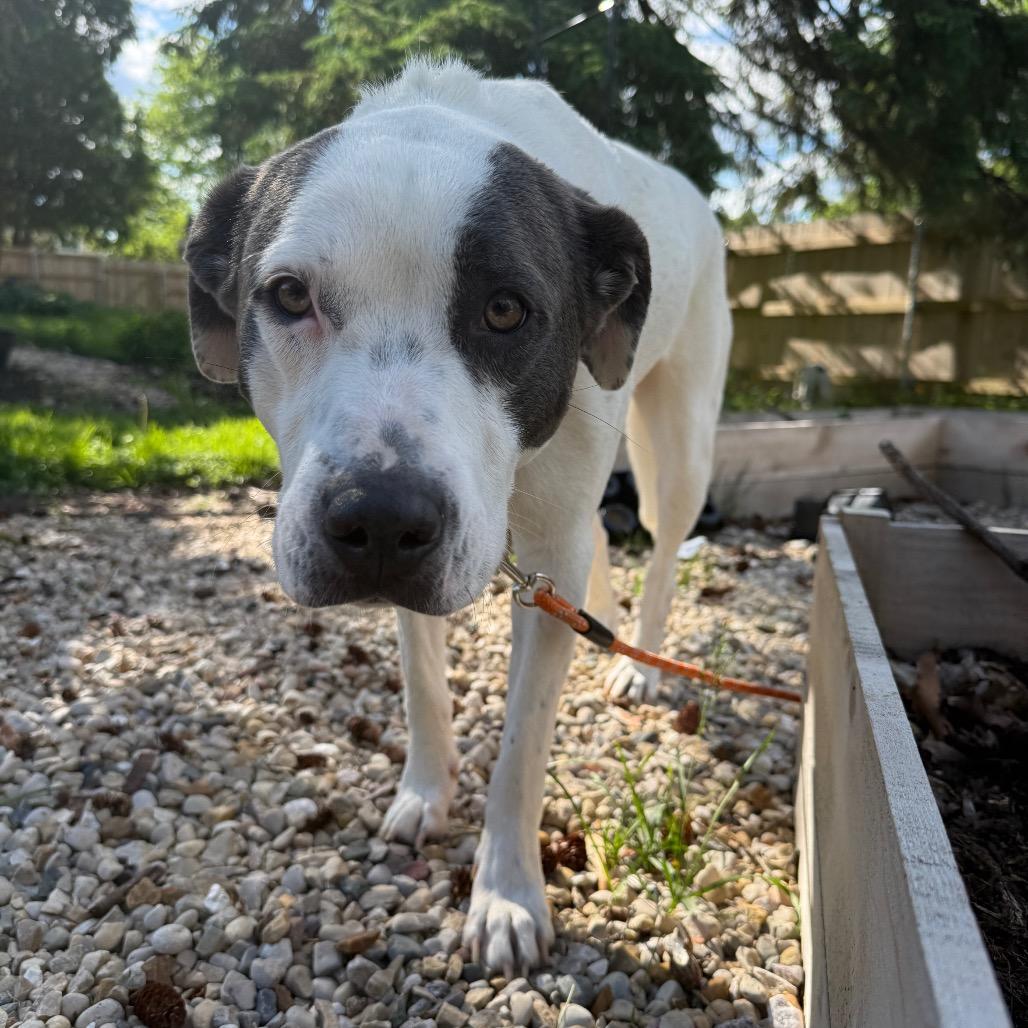 Stacy (bonded to Ruthie)