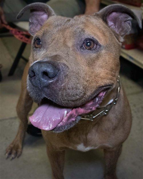 Adoptable Dogs & Puppies in Wilmington, NC | Chewy.com