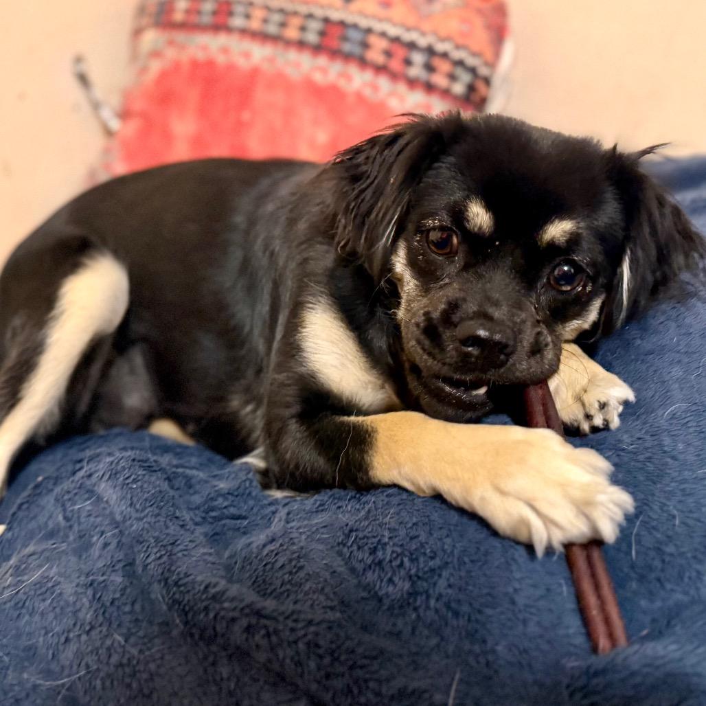 Phoebe🛋️