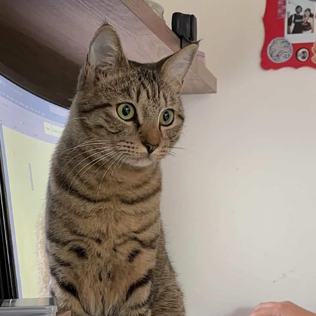 Oscar