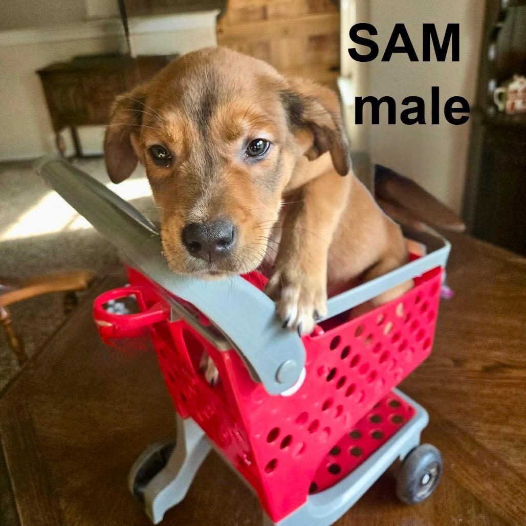 Sam CHEERS