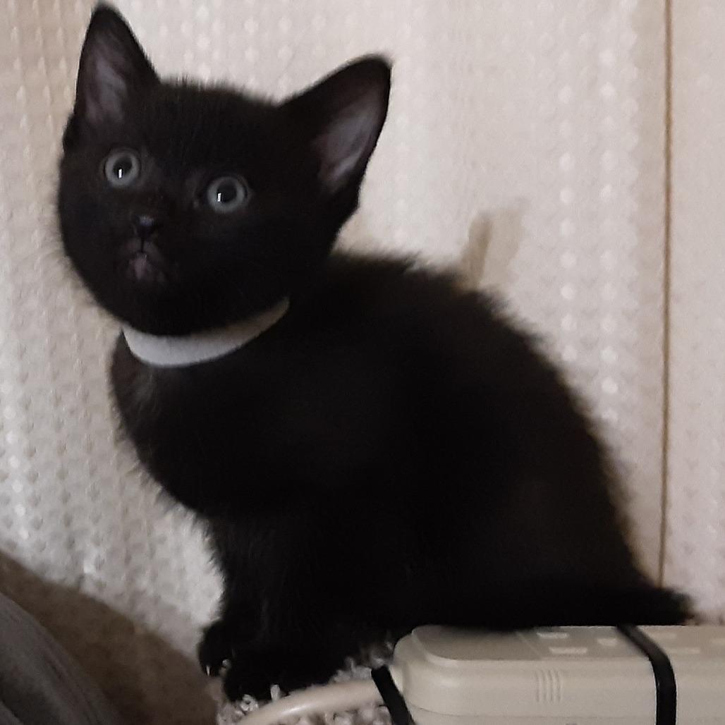 Pepper