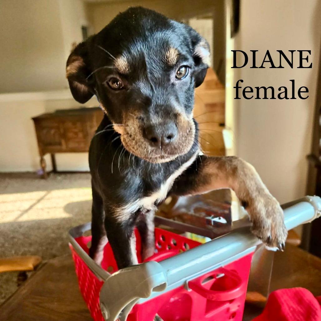 Diane CHEERS