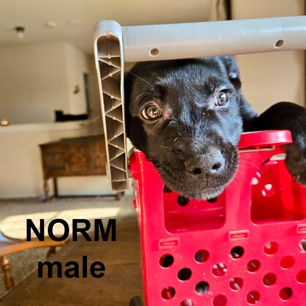 Norm CHEERS