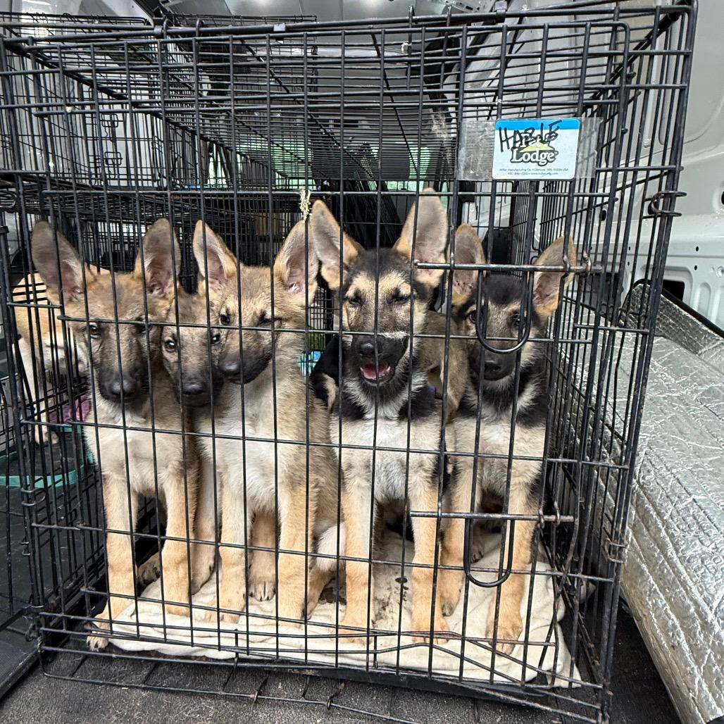 Jack, Jim, John, Tito, Sky, Rain