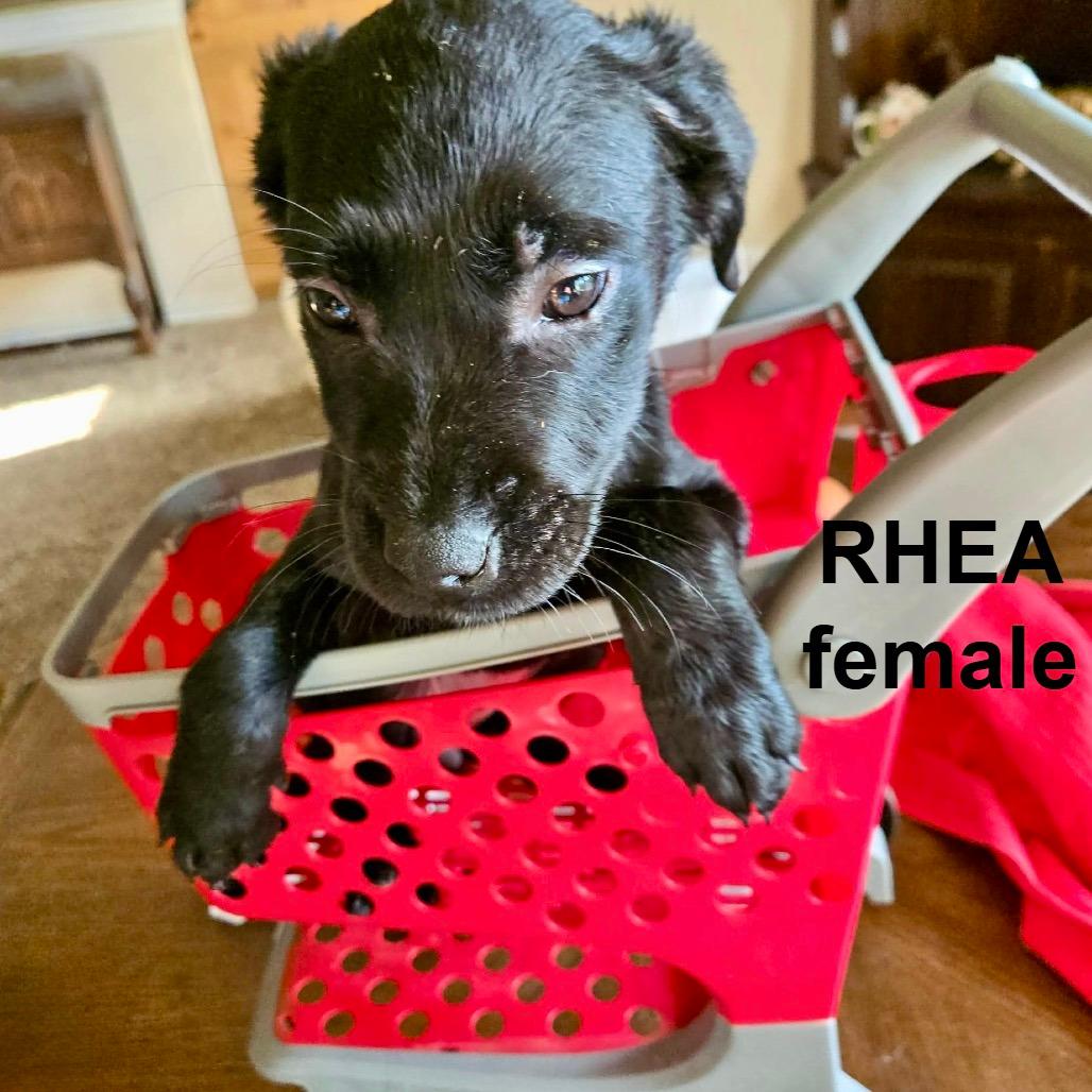 Rhea CHEERS