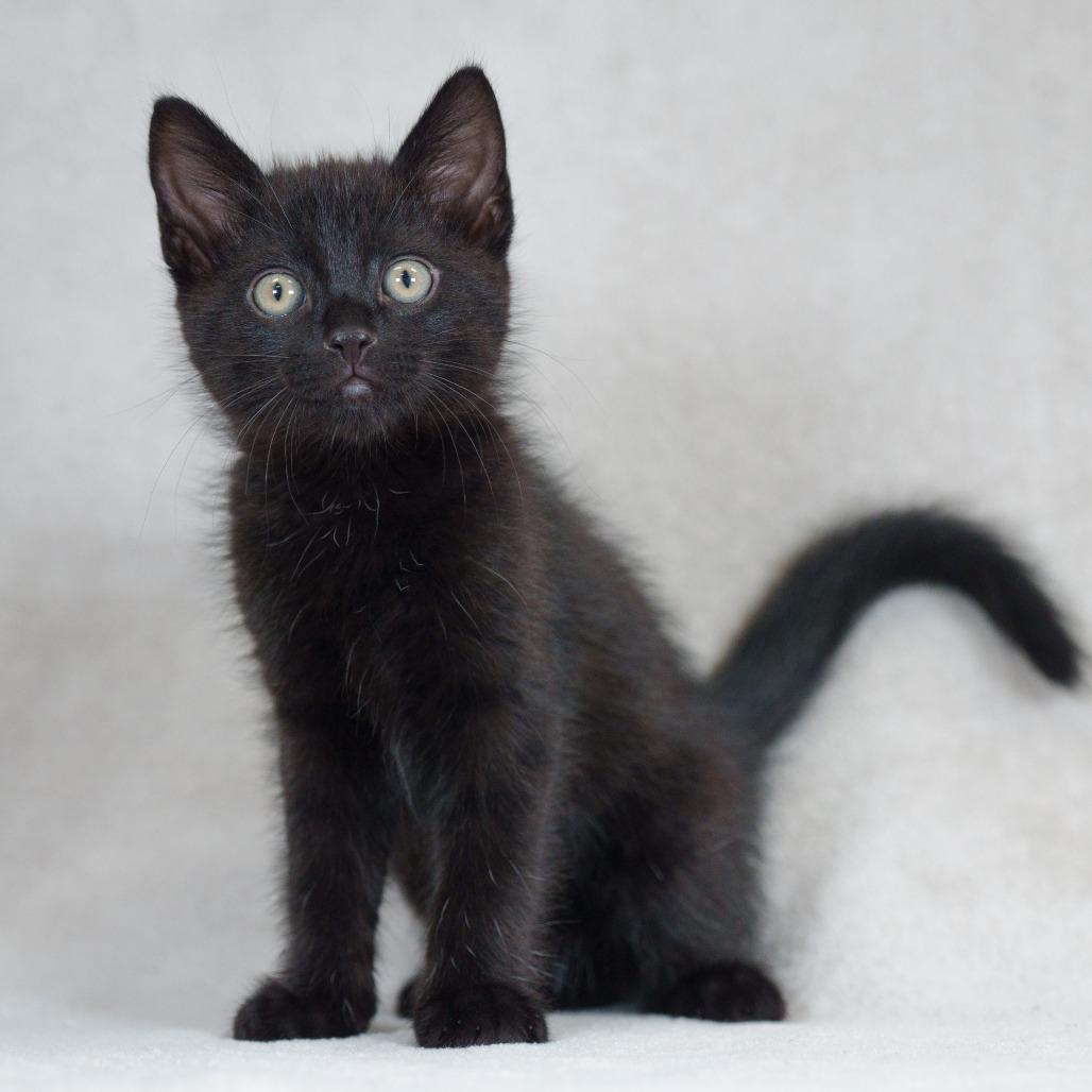 Bagheera