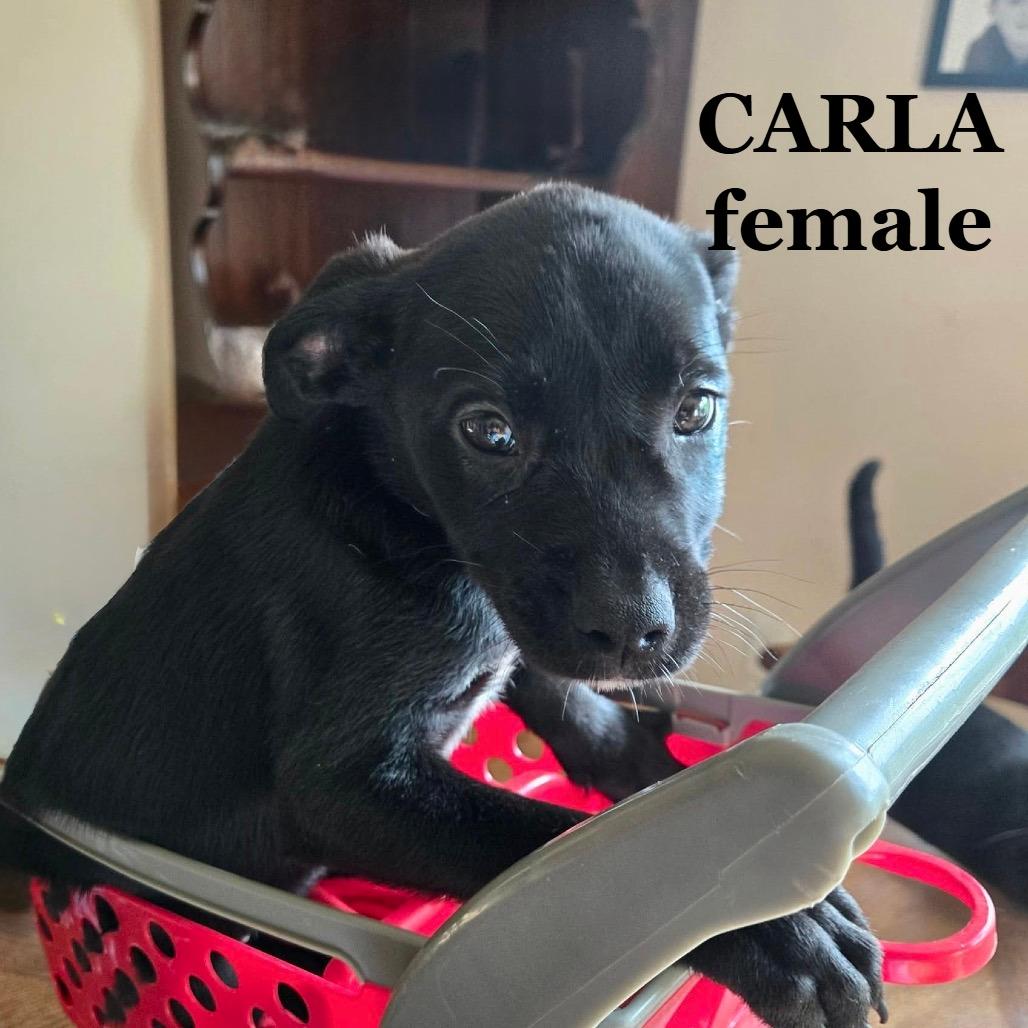Carla CHEERS